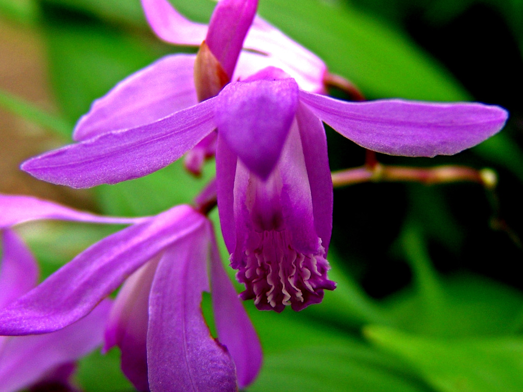 庭に咲く花　DSC08029zz