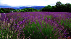 ラベンダー咲く野原で　IMGP7766zz