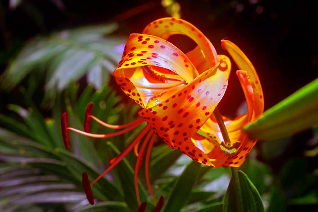 鬼百合の花言葉は？　P1200626zz