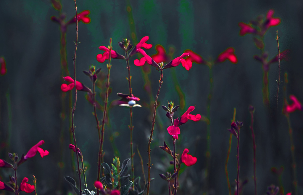 チェリーセージ　P1610413zz