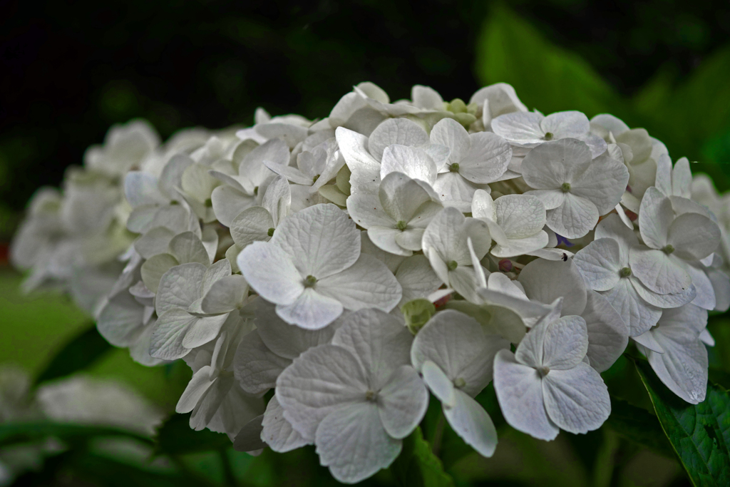 純白の紫陽花　P1190174zz