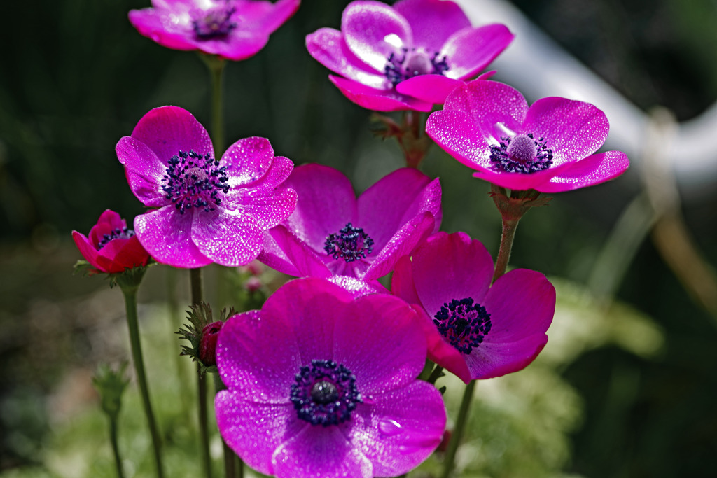 笑顔？泣き顔？　IMGP2524zz