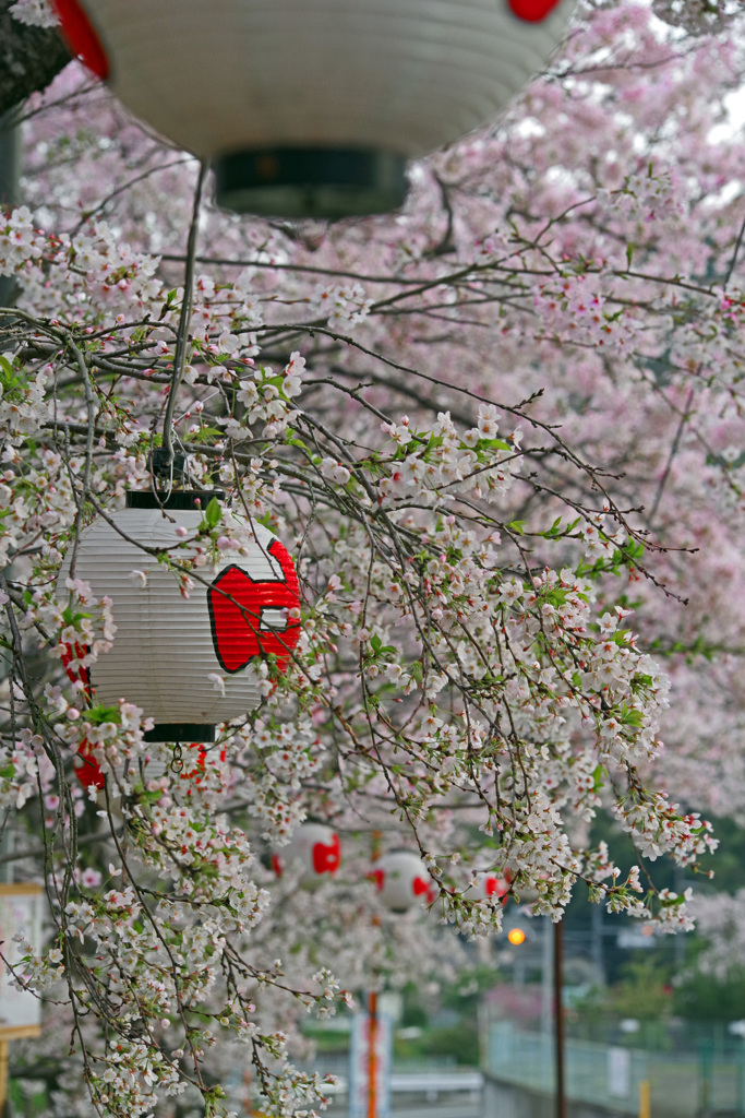 桜まつり　IMGP1272zz