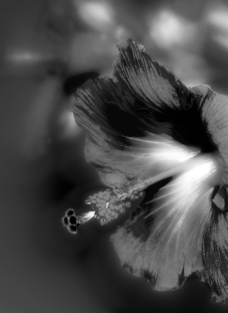 闇に咲く花(ソフトフォーカス）　IGP7455zzz