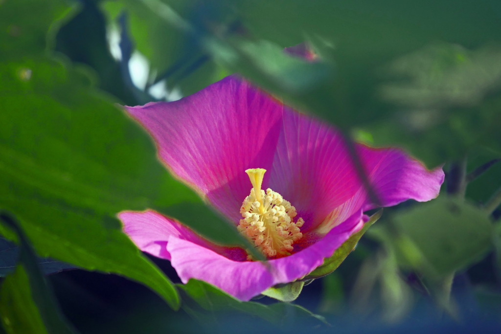 木槿の蕊　P1640018zz