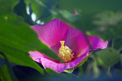 木槿の蕊　P1640018zz