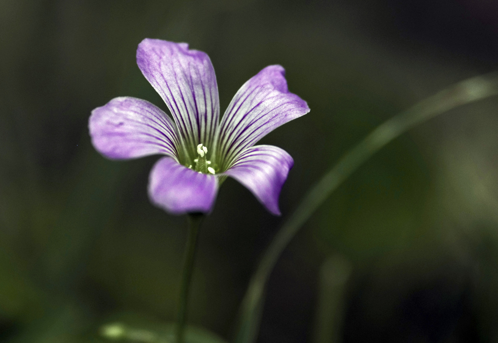 花言葉は「喜び」　IGP8059zz