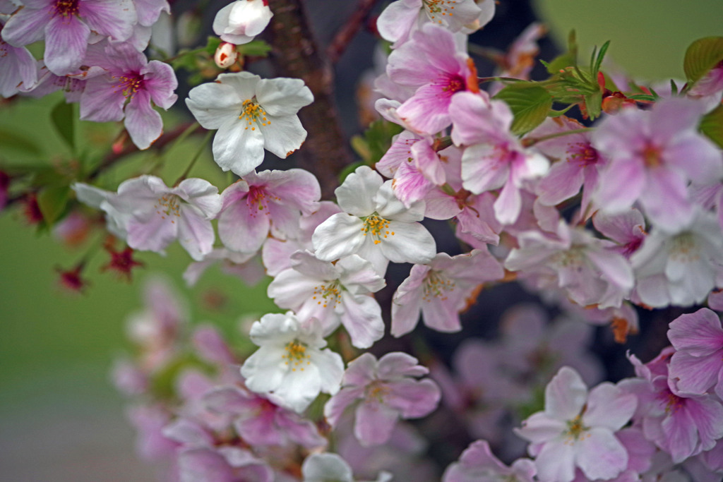 花色いろいろ　IMGP4008zz