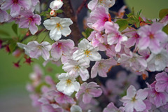 花色いろいろ　IMGP4008zz