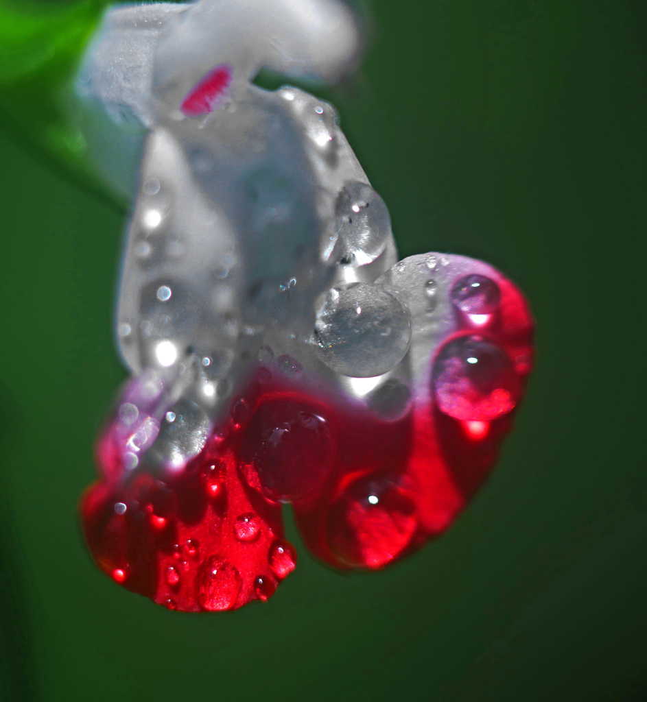 雨の贈り物　P1280399zz