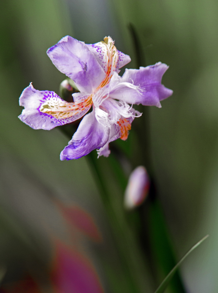 シャガ咲いた　IMGP3397zz