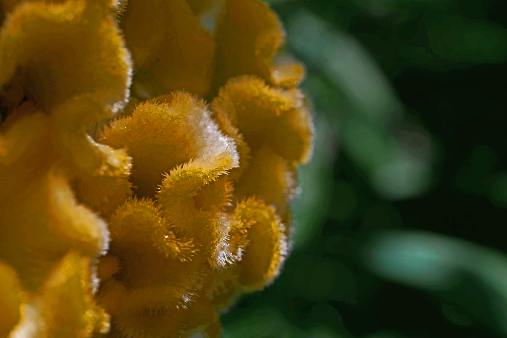 黄色い鶏頭　P1240333zz