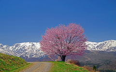 春の思い出〈天気晴朗 桜花麗し〉　IMGP2447zz