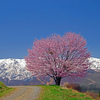 春の思い出〈天気晴朗 桜花麗し〉　IMGP2447zz