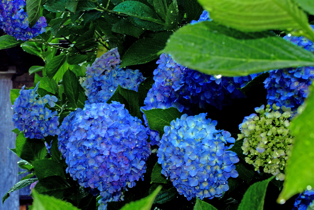 雨に濡れて　IMGP6583zz