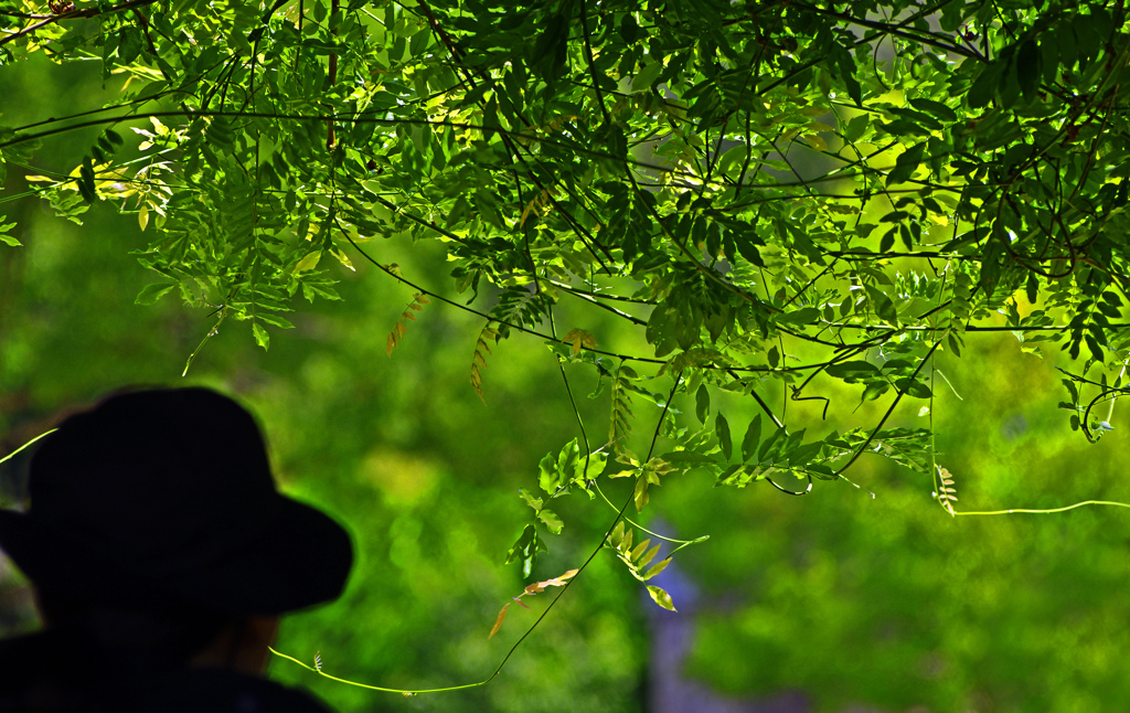 9月の藤棚　IMG1714zz