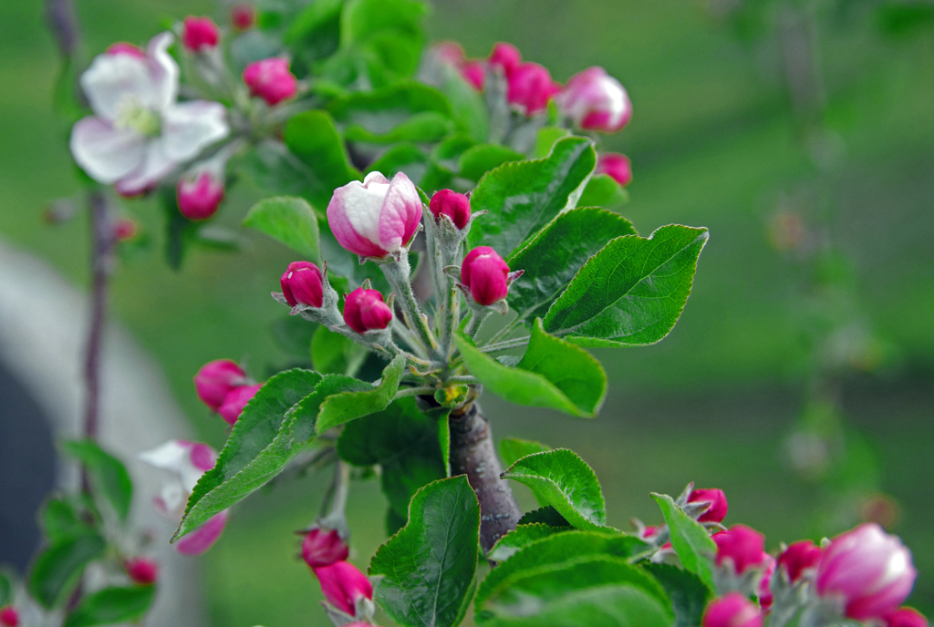 林檎の花が咲く頃　IMGP4145zz