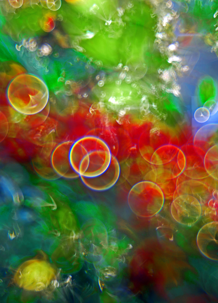 南天”幻”　P1480871zzz