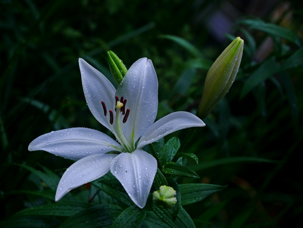 雨の中で咲く　P1280182zz