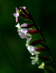 野を彩る小さき花　P1200576zz