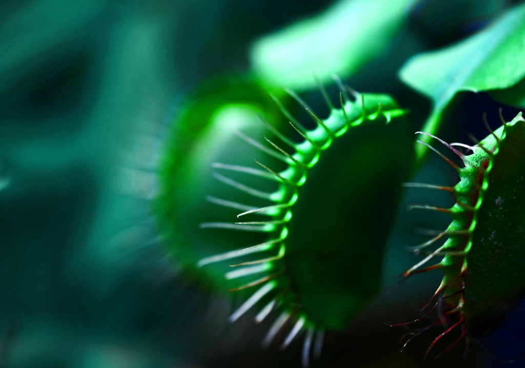 ハエトリグサ　P1260069zz