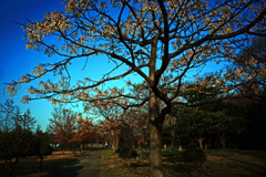 冬の公園　P1300730zz