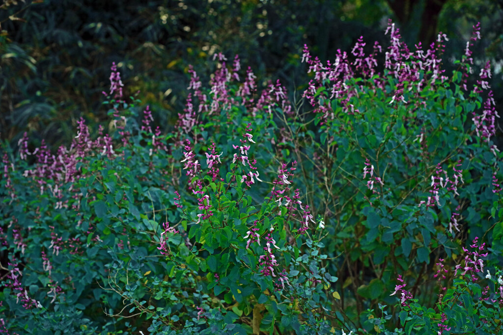 平凡に秋を感じる花　IMGP8665zz