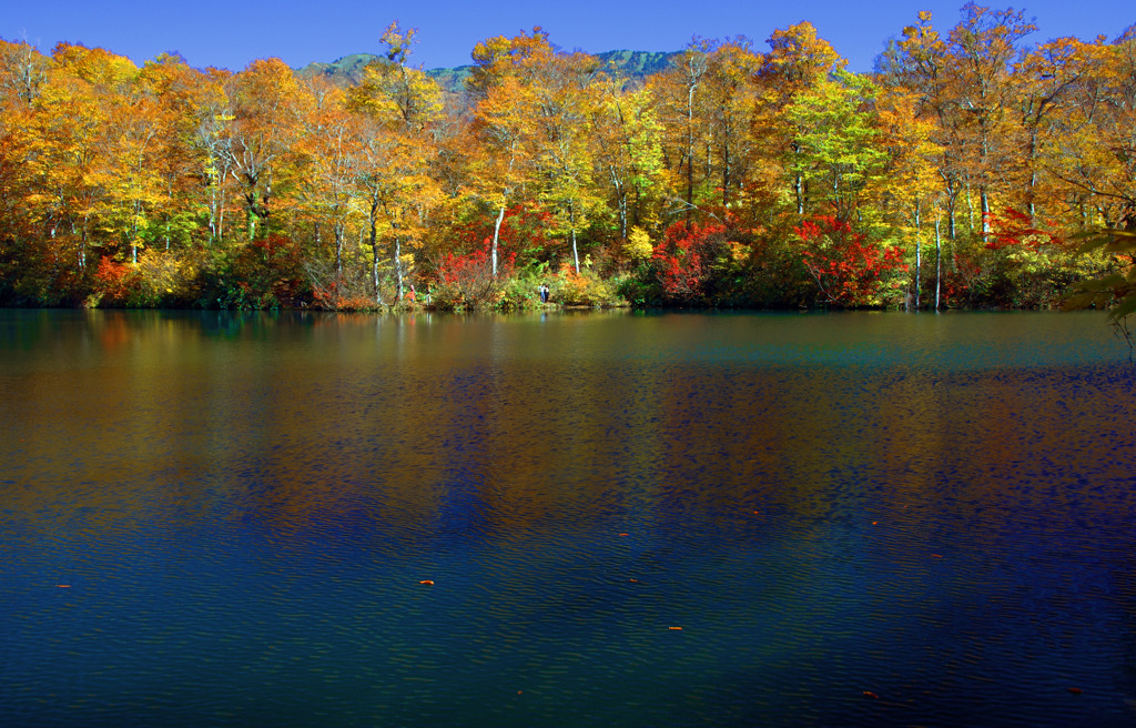 Reflection of autumn leaves　_IGP9976zz