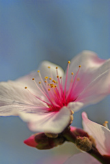 花びら落つ　IMGP0196zz