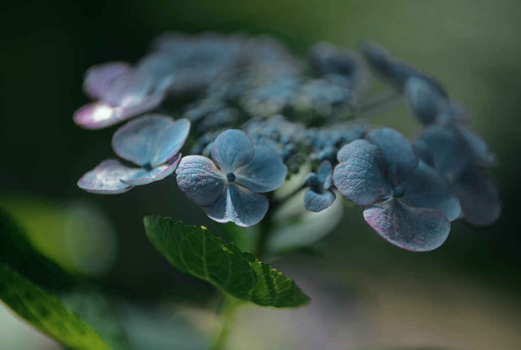 ブルーのガクアジサイ　IMGP2629zz