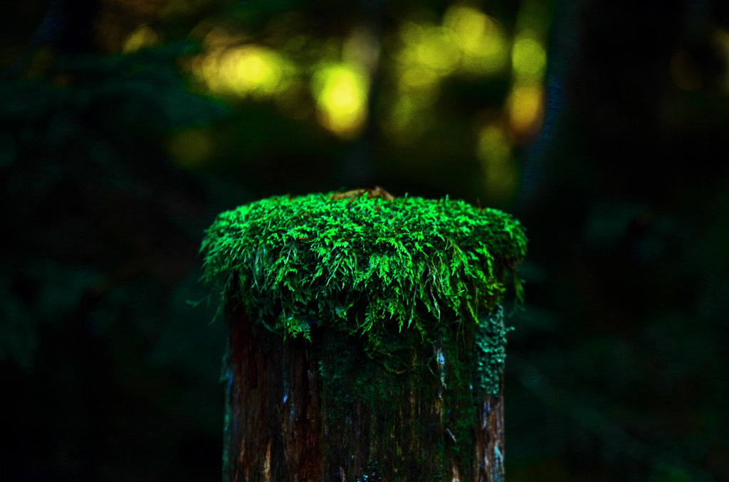 苔の帽子　IMGP4453zz