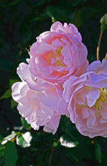 三つ子の薔薇　P1170393zz
