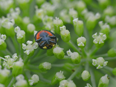 転倒虫？　P1260155zz