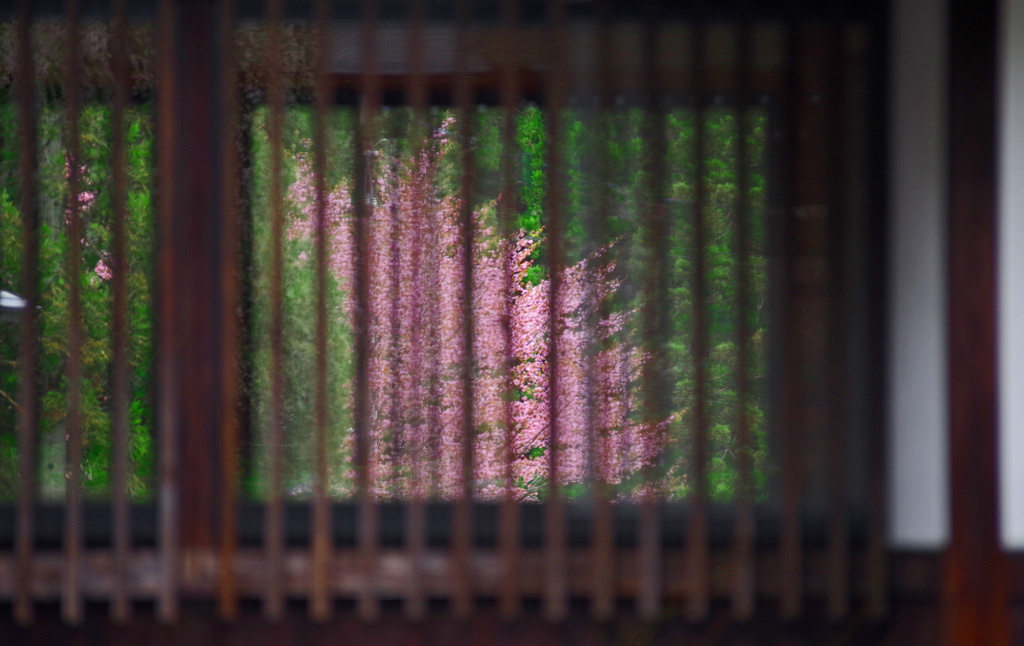 深窓の桜　IMGP1531zz