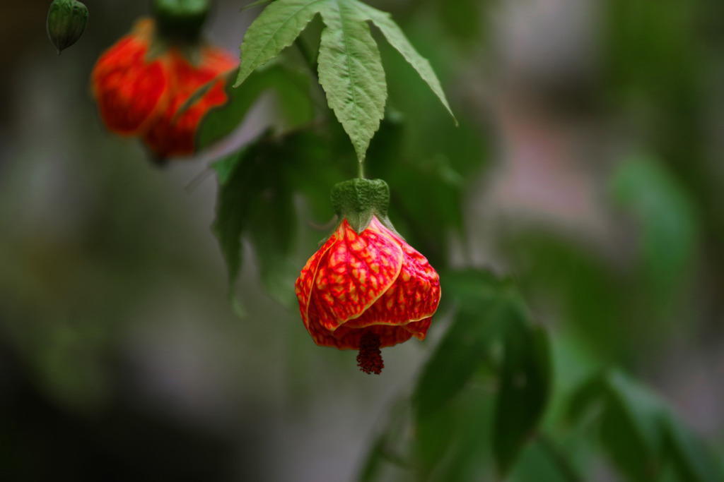 アブチロン　IMGP1374zz