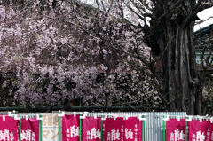 桜と幟旗　IMG2616zz
