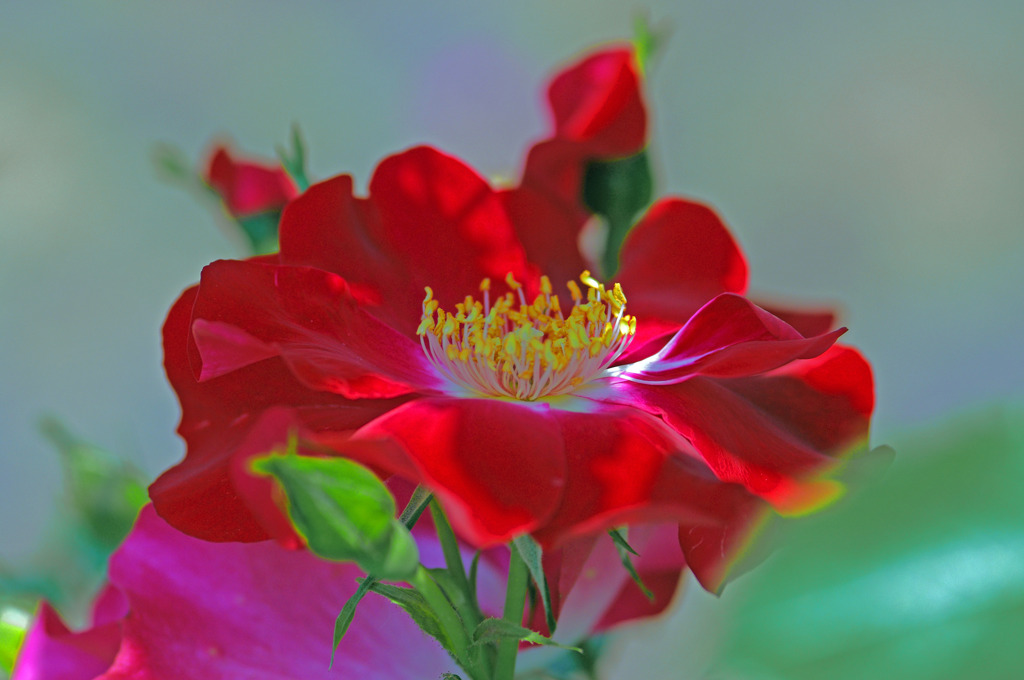 紅い薔薇　IMGP0305z