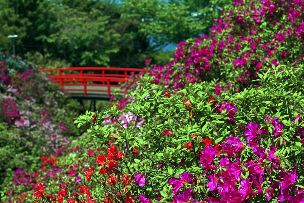 愛宕山公園   IMGP5932zz