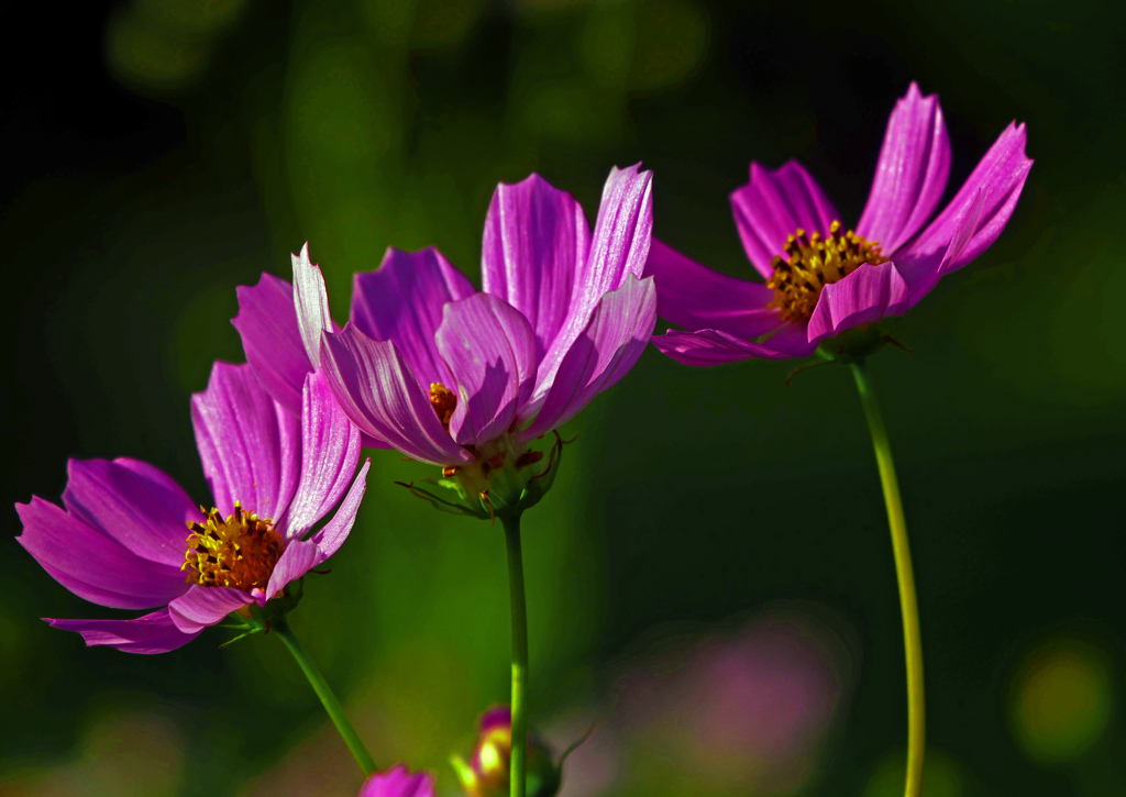 朝の陽　P1710262zz