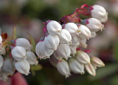 Blueberry flowers　IMGP5406zz