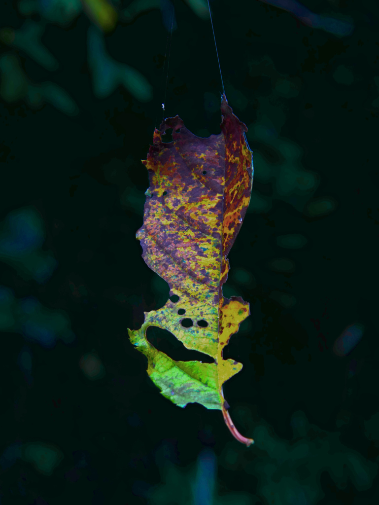 蜘蛛の糸　P1720109zz