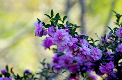 ピンクの山茶花　_IGP4211zz