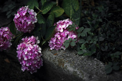 日陰に咲く　IMGP8378zz