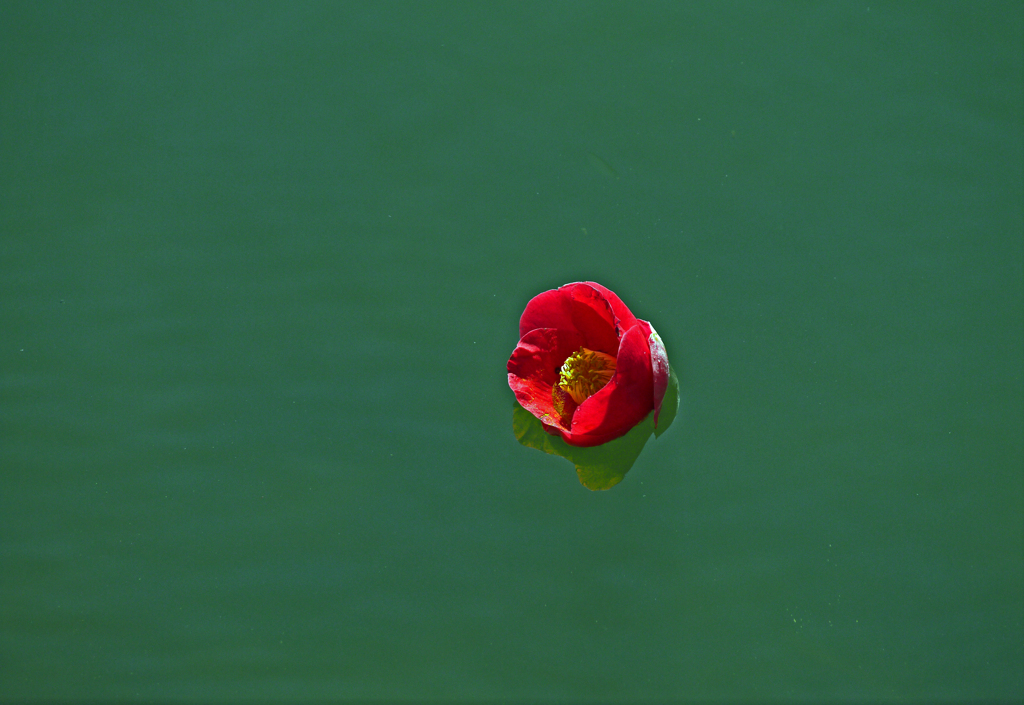 水に浮く花　P1230309z