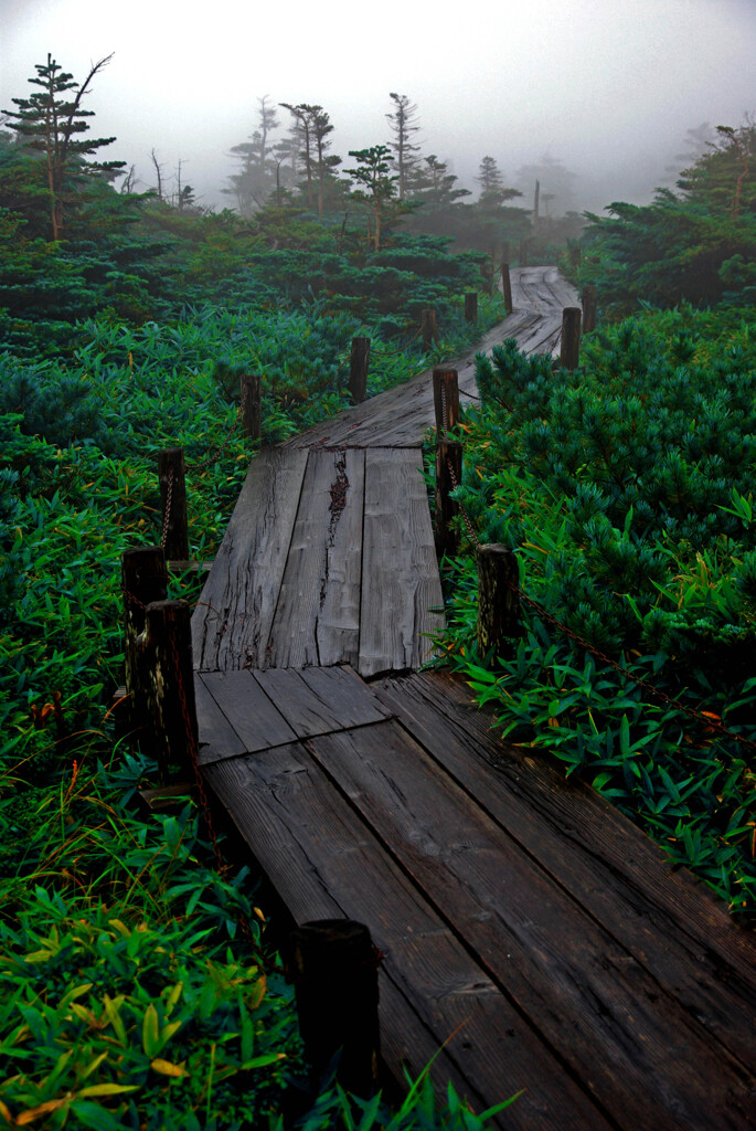 雨の木道　IMGP8199zz