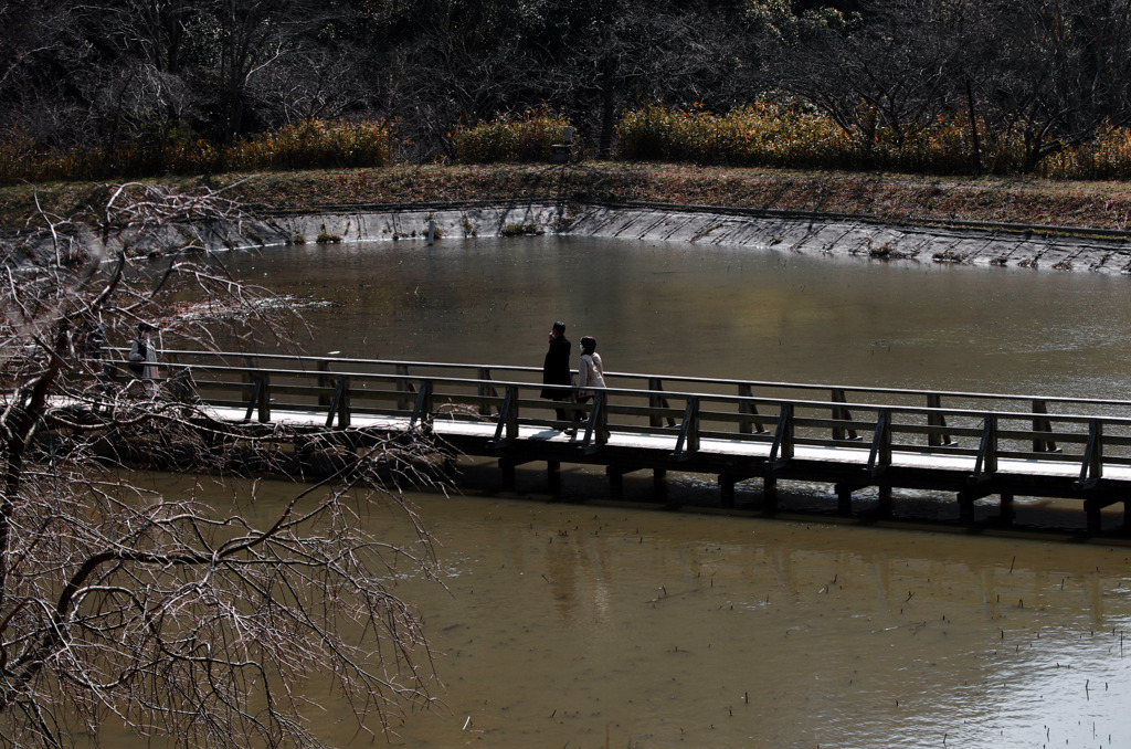寂寥の蓮池　IMG0309zz