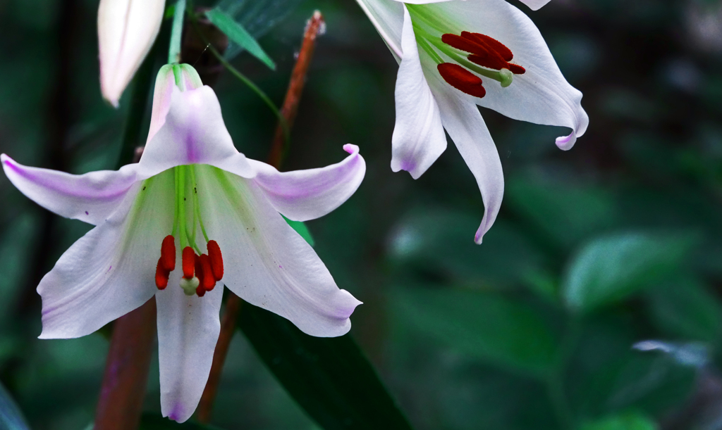 頬染めて　P1180233zz