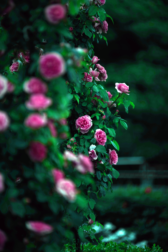赤いつる薔薇　IMGP3859zz