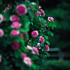 赤いつる薔薇　IMGP3859zz