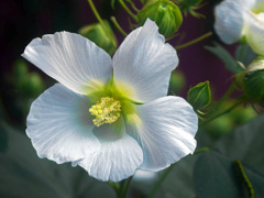 純白の芙蓉　P1390731zz